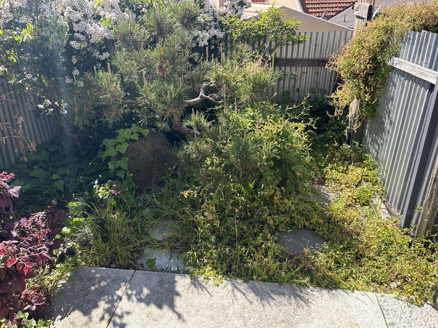 Before - Garden Cleanup